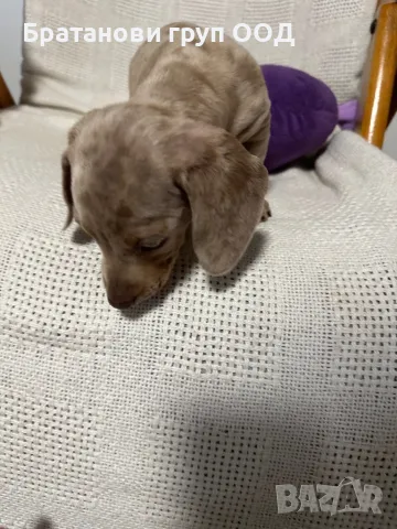 Мини Дакел, снимка 6 - Дакели - 49930212