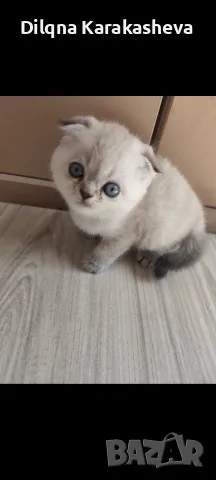 Шотландски и британски котета 
