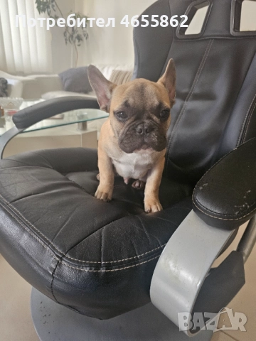 Френски съкровища търсят любящи стопани, снимка 10 - Френски булдог - 52474199