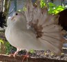 Продавам гълъби, Фенерлии , на капак , с цветни опашки , чисто бели , с гащи , снимка 6