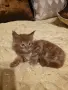 Мейн куун котета, снимка 2