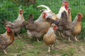 Яйца от Легбар , снимка 1 - Кокошки и пуйки - 44921941