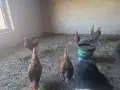 Излишни петлета Златен Зибрайт , снимка 3
