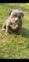 Американско були покет  American bully , снимка 7