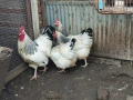 Кокошки и петел БЯЛ СЪСЕК - НОСАЧКИ, снимка 3