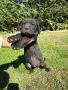  Кучета Кане Корсо, снимка 14