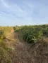 🍇 ПРОДАВАМ ВИНЕНО ГРОЗДЕ МЕРЛО – ДИРЕКТНО ОТ ПРОИЗВОДИТЕЛ, ЛОМ, снимка 3