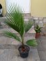 Палма Вашингтон - различни размери, снимка 1 - Стайни растения - 41190808