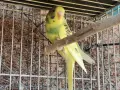 млади вълнисти папагали , снимка 2