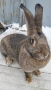 Продавам зайка, снимка 4