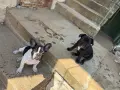 Френски булдог момиченца, снимка 3