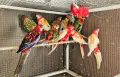 Продавам Розели-(Пенанти) , снимка 6