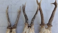 Черепи с рога от сърна 3 бр, снимка 3
