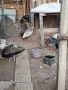 Пауни големи и малки, снимка 6