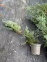 СРЕБРИСТА ХВОЙНА – Juniperus , снимка 4