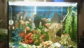 Аквариум , снимка 2