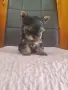 Yorkshire terrier, boy., снимка 2