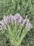 Продавам разсад Лавандула на едро и дребно, снимка 1