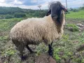 Продавам Млад Овен дебел и работещ, снимка 4