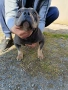 american bully pocket женско на 2 години, снимка 1