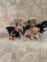 Мини пинчер чихуахуа, снимка 17