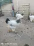 петлета колумбийска брама , снимка 3