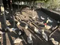 Неми ,крякащи и  бройлерни патета, снимка 5