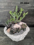 Композиции от кактуси и сукуленти, различни варианти, снимка 1 - Стайни растения - 42011639