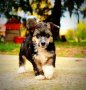 Китайско качулато куче - FCI родословие, снимка 18