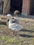 Бял гъсок, снимка 3