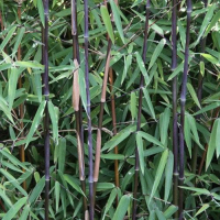 Бамбук Черна перла, снимка 6 - Градински цветя и растения - 44652480