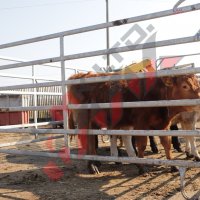 Прегради за крави HF 4, снимка 12 - За селскостопански - 34654858