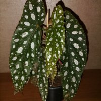 Бегония Макулата/Begonia Maculata Wightii/, снимка 1 - Стайни растения - 39977763