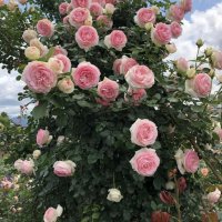Роза 36, снимка 5 - Градински цветя и растения - 41780765