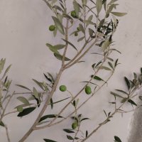 Студоустойчиви маслини Мегарон, снимка 11 - Градински цветя и растения - 42298151