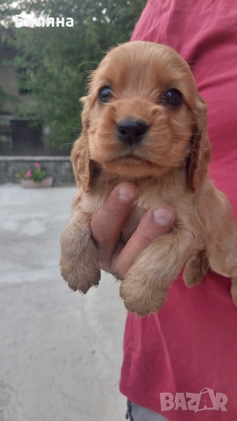 кокер шпаньол, снимка 1