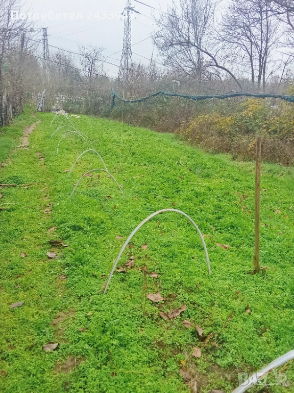 Продавам рукола био, снимка 1