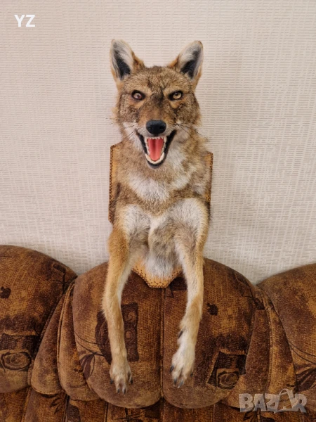 Препариран чакал, снимка 1