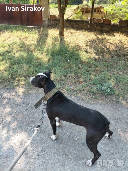 Пит бул голям, снимка 1