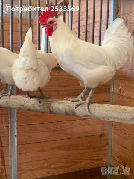 Разплодни яйца от бяло брезе оплодени за люпене, снимка 1