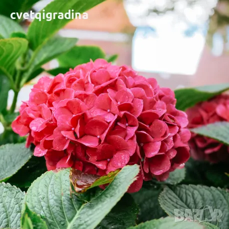 Хортензия Hydrangea red baron, снимка 1