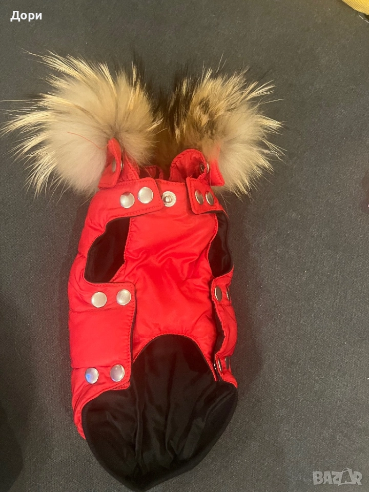 Кучешко якенце, снимка 1