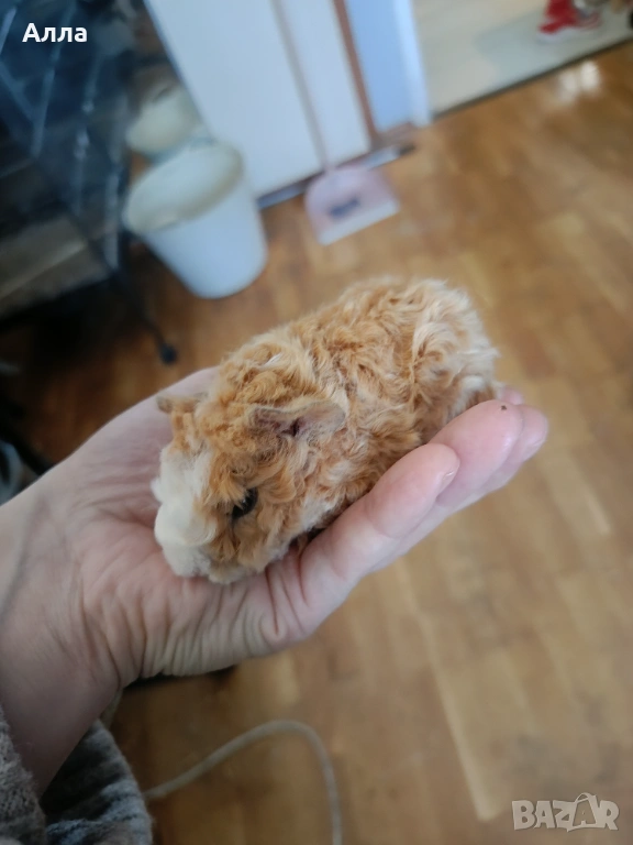 Има в наличност малки морски свинчета , снимка 1