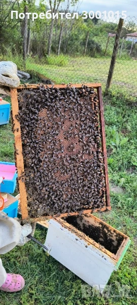 Пчелни майки , снимка 1