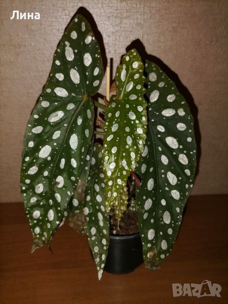 Бегония Макулата/Begonia Maculata Wightii/, снимка 1