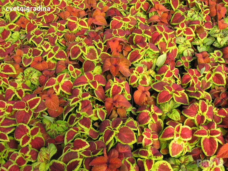 Coleus ‘Wizard(Копривка), снимка 1