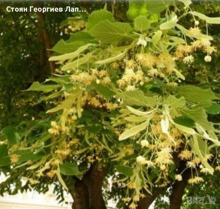 дръвчета липа дребнолистна, снимка 1