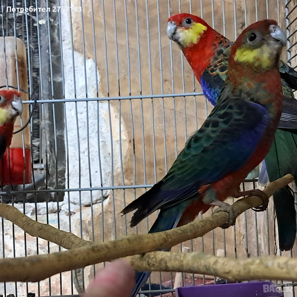 продавам жълтобуза розела 2 мъжки 1 женска, снимка 1