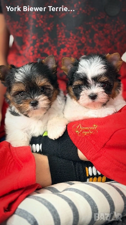 Йоркширски Териер! Момичета  и момчета , снимка 1
