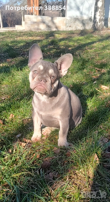 Елитни френски булдоци  , снимка 1